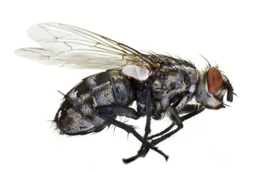 dead horse fly in close up from side on light background