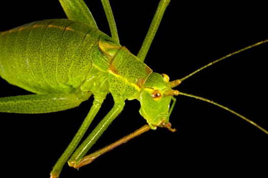 Green grasshopper on black