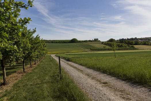 rural scene in south germany with trees and fields