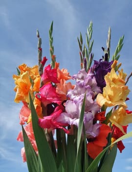 a sunny illuminated bunch of colorful gladioli flowers in front of blue sky