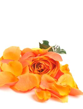 Rose with petals. It is isolated on a white background