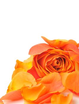 Rose with petals. It is isolated on a white background