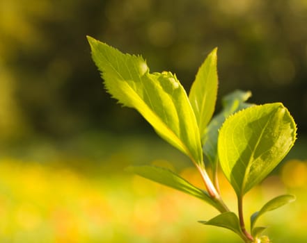 The green of spring takes hold