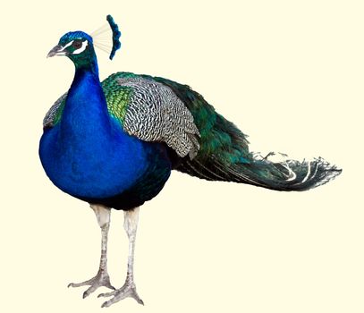 A male Peacock preparing to display