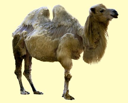 An isolated Camel with two humps