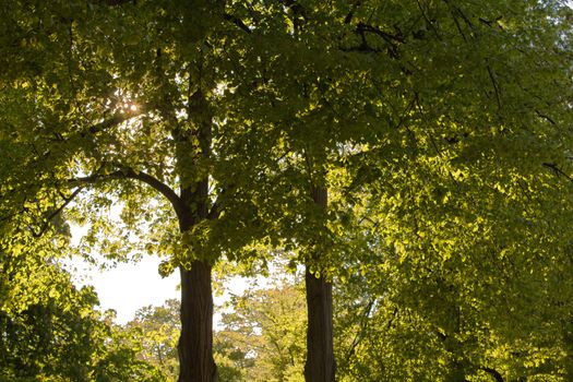 The trees open up to reveal the glorious summer sun