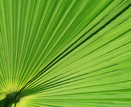 A closeup of a backlit palm leaf.
