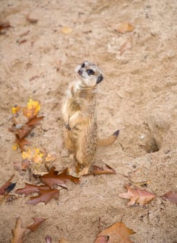meerkat Suricata suricatta