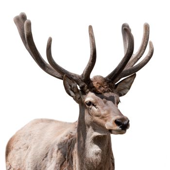 Deer isolated. The ruminant artiodactyl mammal, harmonous, with branchy horns and a short tail.