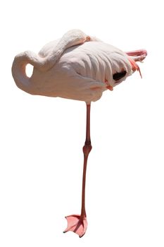 flamingo. A water bird with is gentle-pink plumage and with very long a neck and legs.