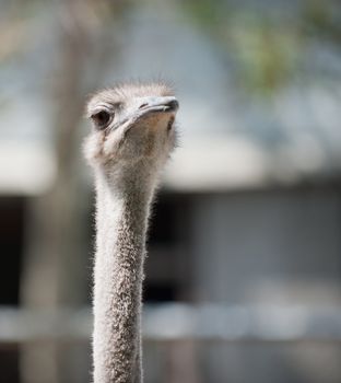 ostrich. Large long-necked African bird that does not fly and has long featherless legs