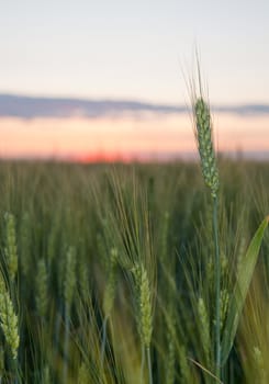 Wheat and sunset. A field of young green wheat in the evening