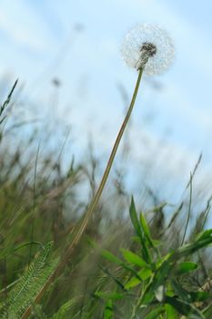 Dandelion on a floor. A spring flower with air seeds