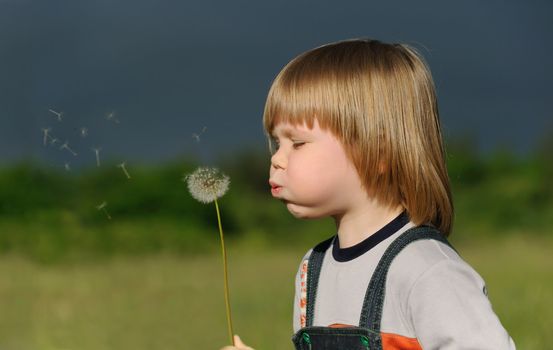 The boy and a dandelion. The small child blowing on a flower of a dandelion