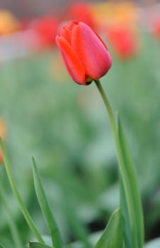 red tulips. Spring flowers blossoming on a bed