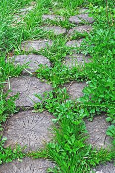 Close up of tree stumps makes a foot way among green grass in the garden