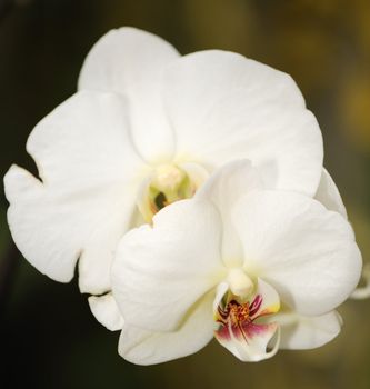 Orchid white. A flower growing in a tropical climate