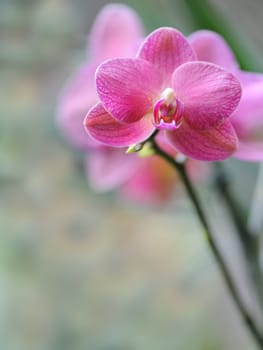 Orchid red. A flower growing in a tropical climate