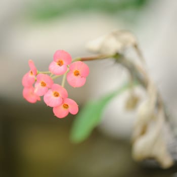 Gentle field flowers. Early spring plants