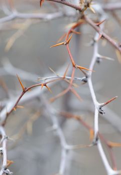 Blackthorn. A prickly plant, Crimea, Ukraine