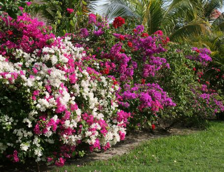 A tropical garden featuring a row of flowers.
