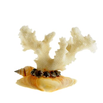 hard colored skeleton secreted by certain marine polyps. Isolated from white background