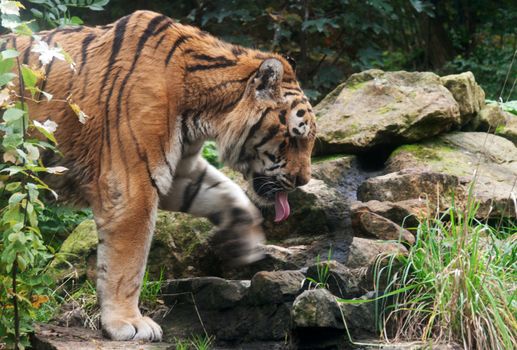 Tiger goes on creek and stone in zoo