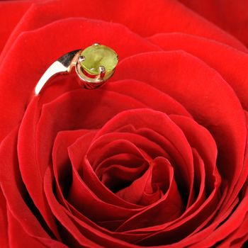 Ring in a red rose. A jewelry on a blossoming bud of a flower