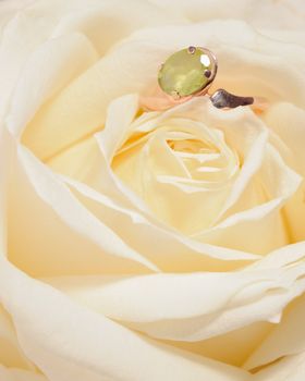 Ring in a white rose. A jewelry on a blossoming bud of a flower