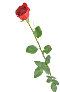 Red rose. It is isolated on a white background