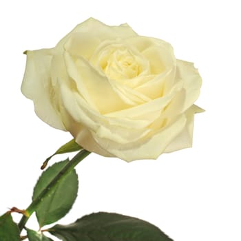 yellow rose. It is isolated on a white background