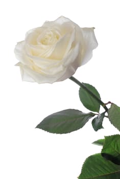 white rose. It is isolated on a white background