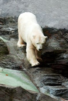Polar bear down on the rocks in the Prague zoo