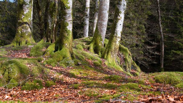 Ceveral trees in Norwegian forrest at autumn