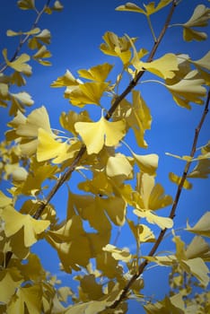 Yellow autumn leaves on blue sky background