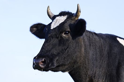 Head of an ox.