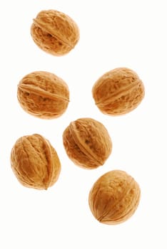 Walnut. It is isolated on the white background, the ripened fruit of a nut tree