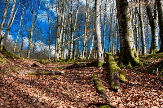 Nature scene from a forrest in Norway at autumn