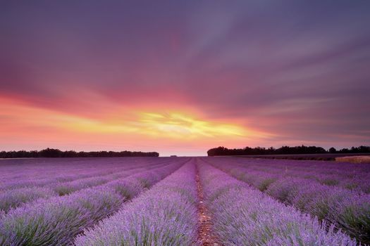 Sunset over a summer lavender field in Provence, France