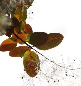 Autumn leaves. A tree branch isolated on white