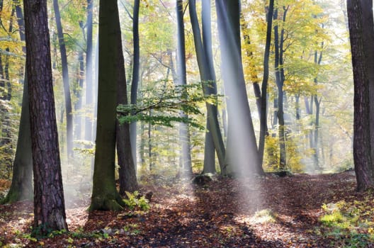 sunbeams in the forest