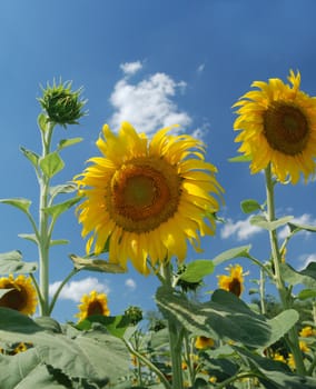 Sunflower. A blossoming flower of an agricultural kind of a plant from which do oil