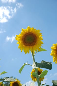 Sunflower. A blossoming flower of an agricultural kind of a plant from which do oil