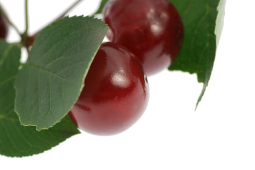 Cherry. A fruit of a fruit tree it is isolated on a white background