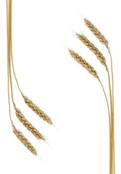 Wheat. A ripe agriculture isolated on a white background