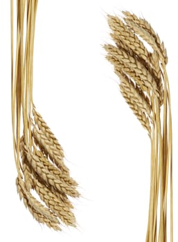 Wheat. A ripe agriculture isolated on a white background