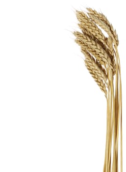 Wheat. A ripe agriculture isolated on a white background