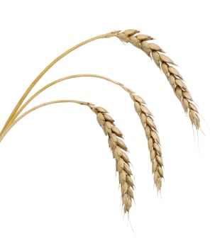 Wheat. A ripe agriculture isolated on a white background