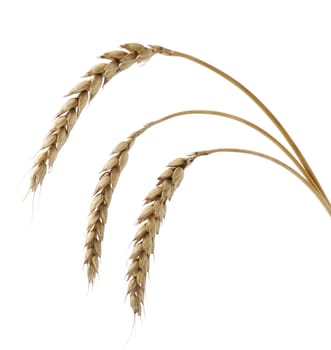 Wheat. A ripe agriculture isolated on a white background