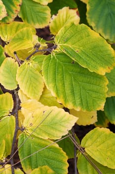 Green and yellow sheet with bud new fruit